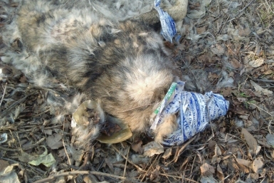 Череда зверских убийств собак продолжается в Хабаровске Организация &quotМилосердие&quot
